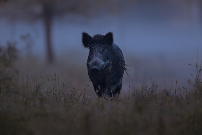 night-hunt-teaser_media-text