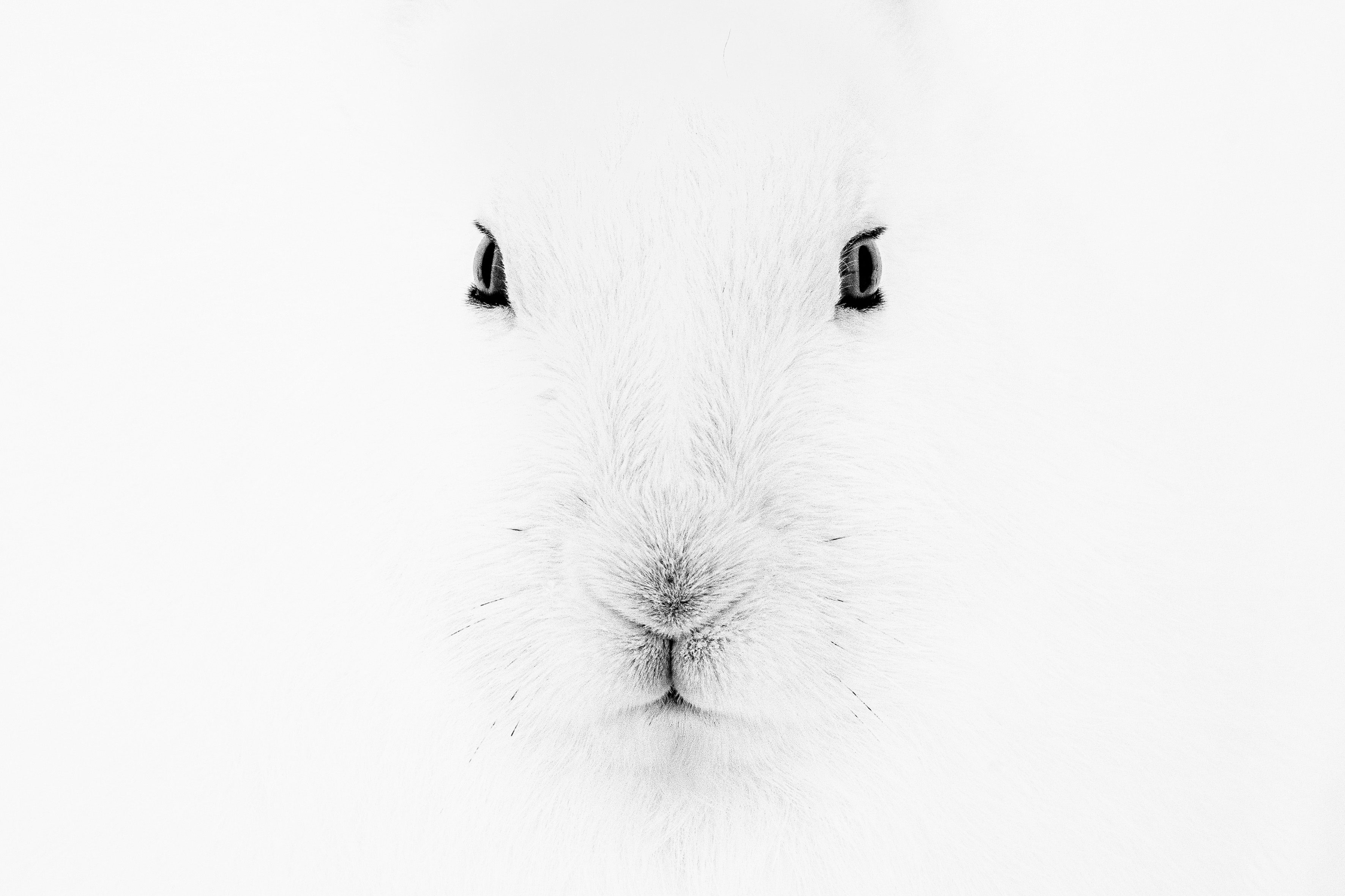 Rabbit, Leica Gallery Constance