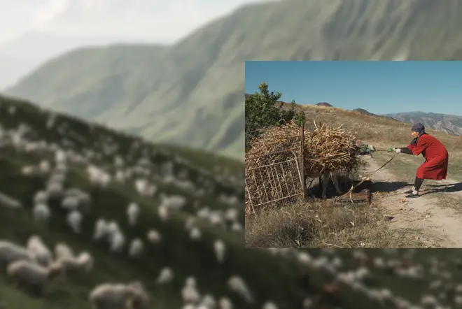 Woman working with a cart of harvested crops in a mountainous rural landscape.