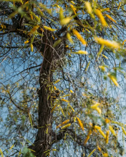 Image of trees from Photographer Obaid Albudoor