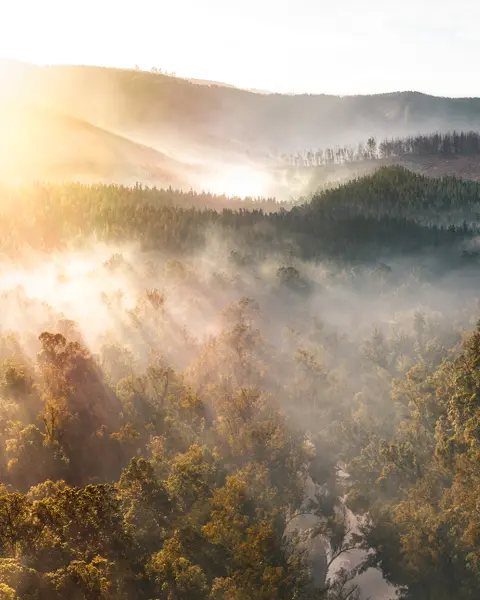 A misty forest is flooded with the first rays of sunshine of the day.