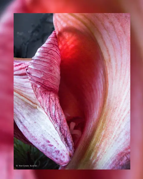 Leica Picture of the Year 2024 showing a flower close-up.