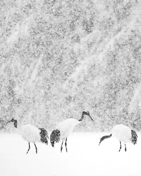 Olivier Larrey japon sous la neige avec le Leica SL3