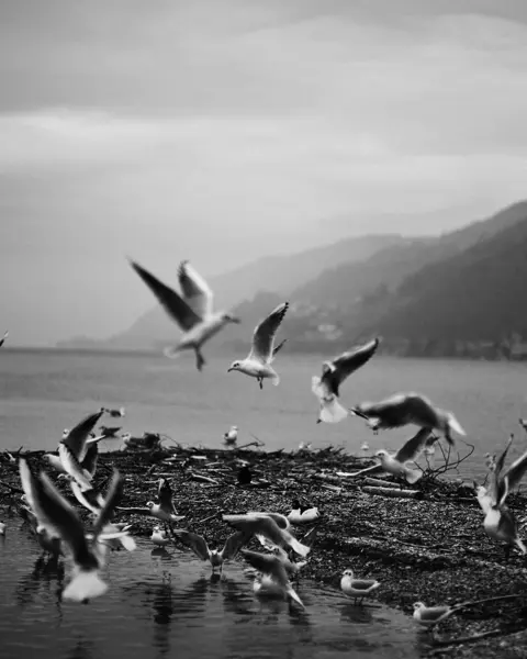 A picture of the so-called bird island on Lake Biel