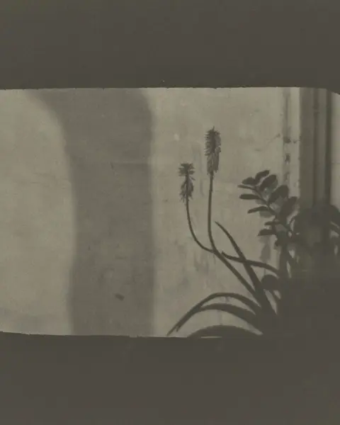 Shadow of flowers