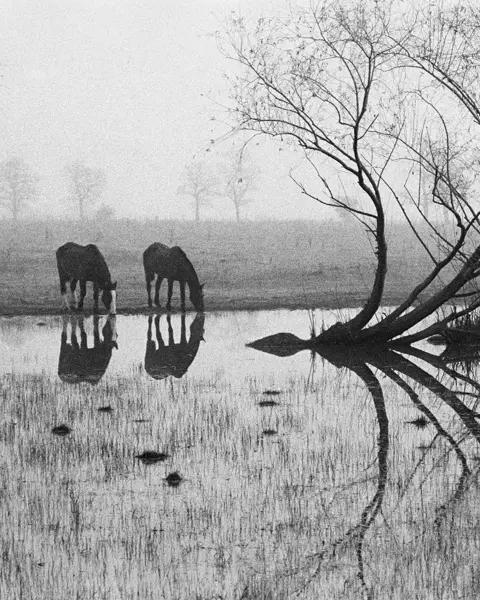 two horses drinking water from a small lake