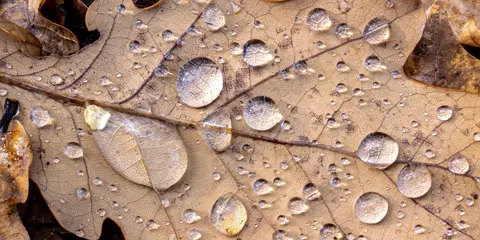 Water droplets resting on a fallen leaf in autumn.