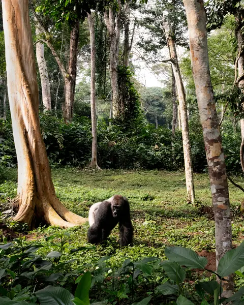 Western lowland gorillas in a dense tropical rainforest, capturing wildlife, biodiversity, and the natural habitat of Central Africa.