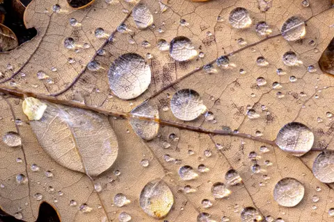 Water droplets resting on a fallen leaf in autumn.