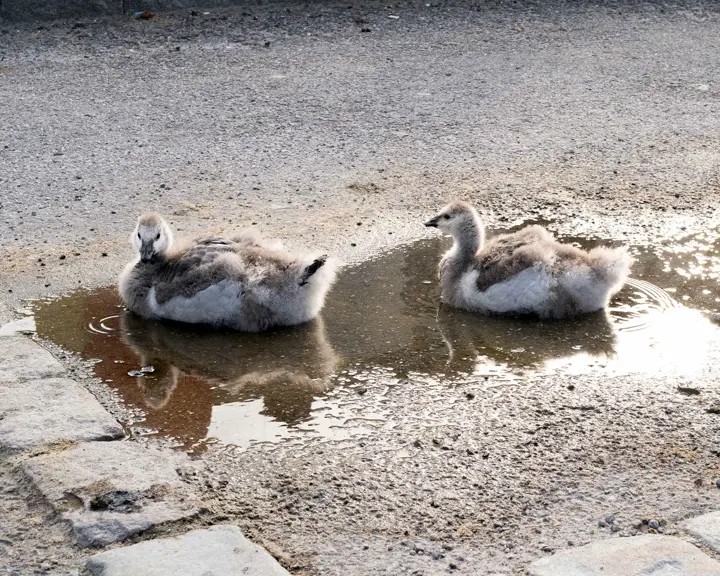 Two swan chicks rest in a small puddle on a paved road.