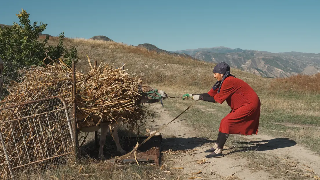 Woman guiding a donkey loaded with harvested corn stalks through a rural mountain landscape. Documentary photography capturing traditional farming practices, agricultural work, and everyday life in the countryside.