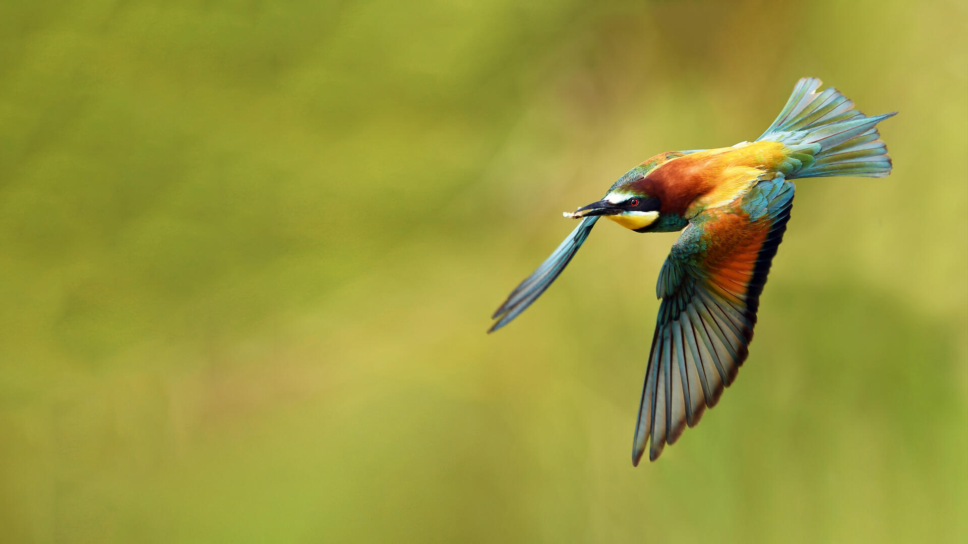 Meet us live at Birdfair, Leica Sport Optics stand F4 – in the Falcon Marquee