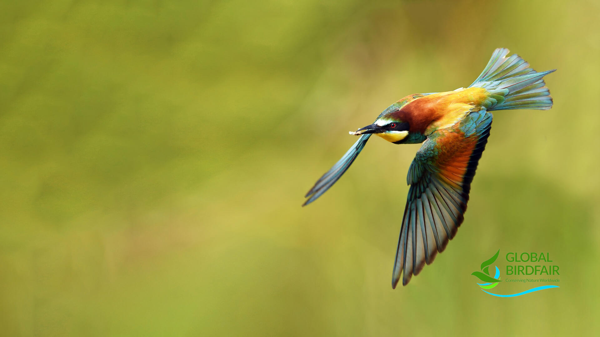 Meet us live at Birdfair, Leica Sport Optics stand F4 – in the Falcon Marquee