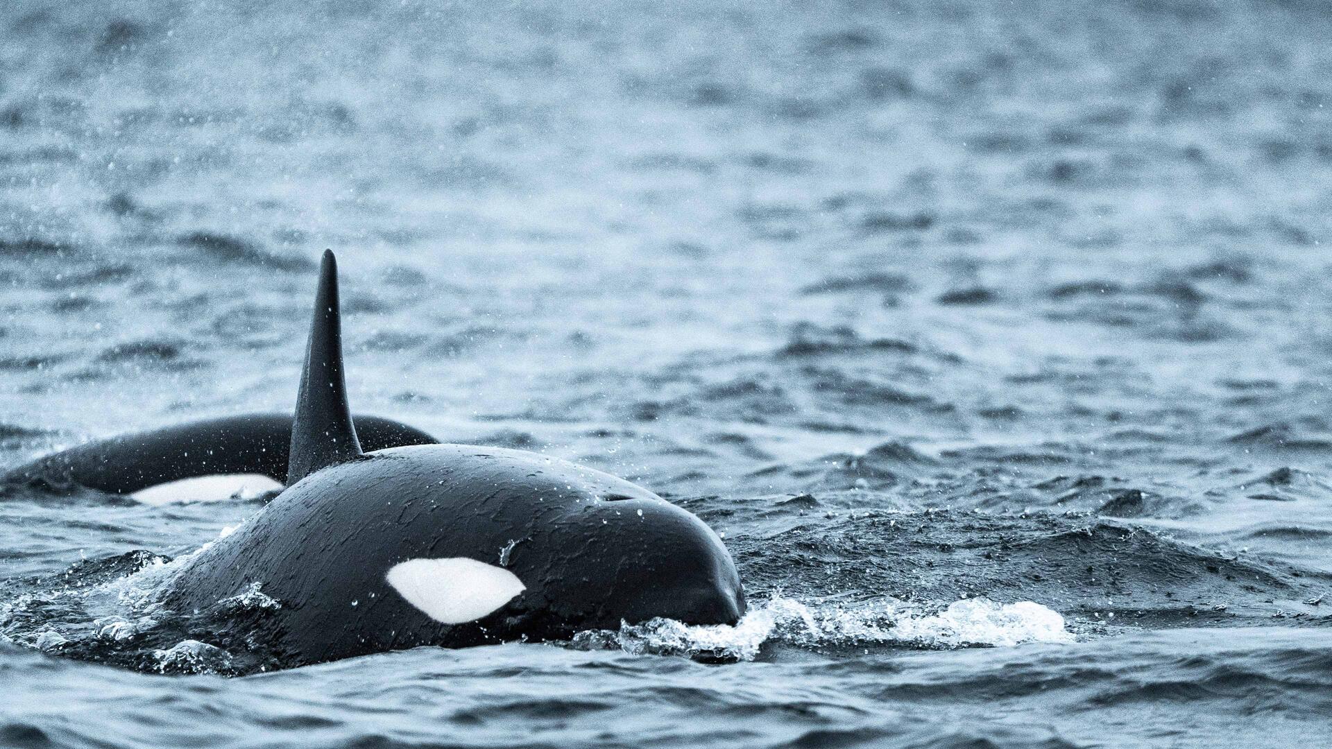 Orca_in_a_Norwegian_fjord