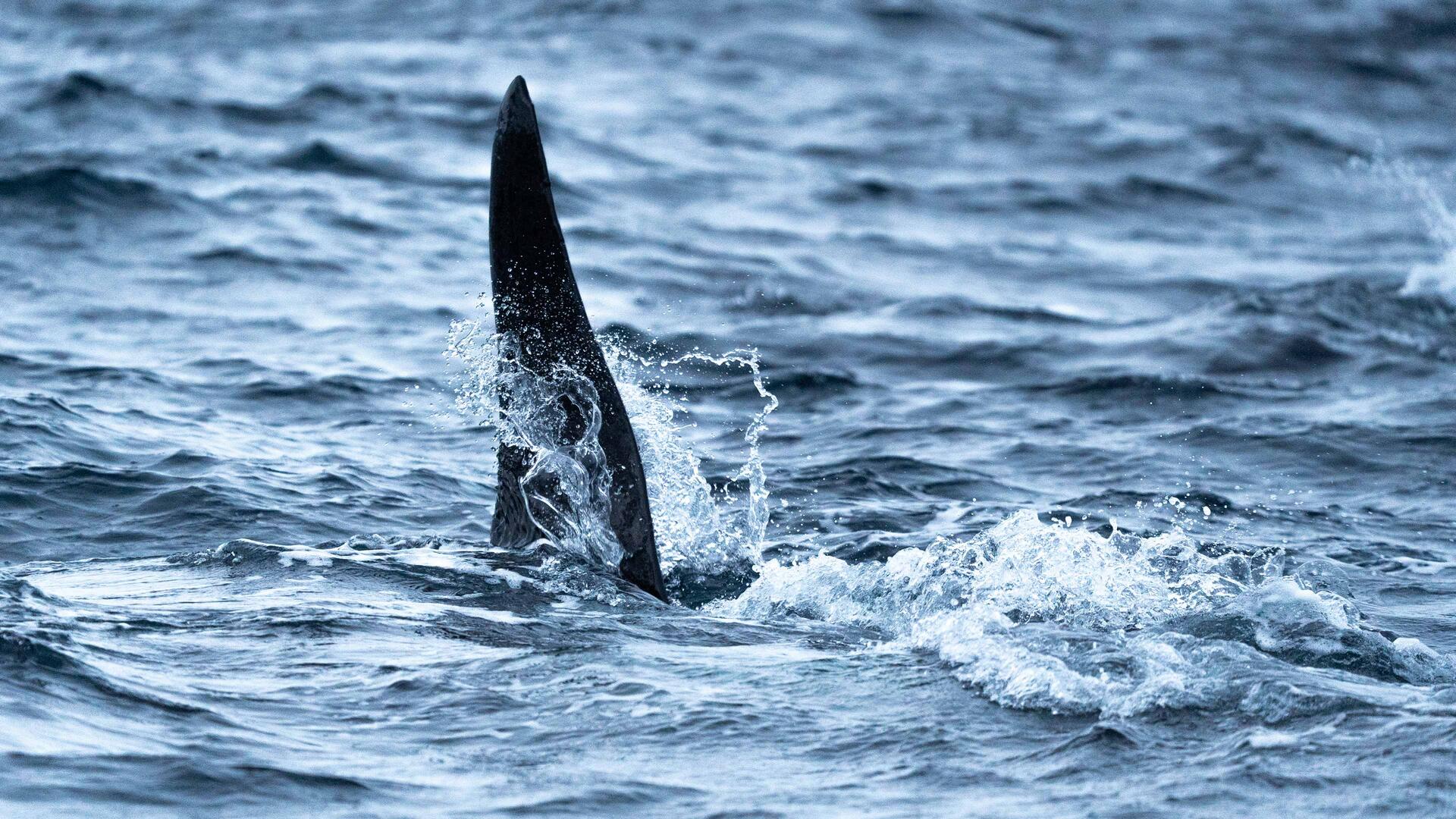 Dorsal-fin-of-an-orca-in-a-Norwegian-fjord