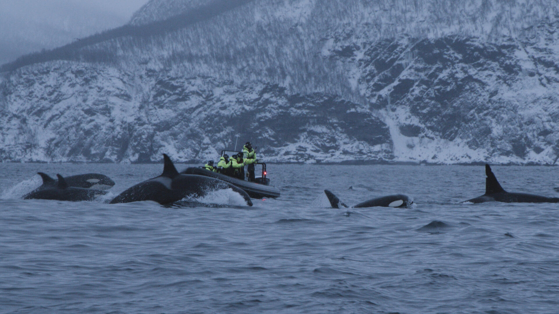 A_pod_of_orcas_and_a_whale-watching_tour_boat_in_a_Norwegian_fjord