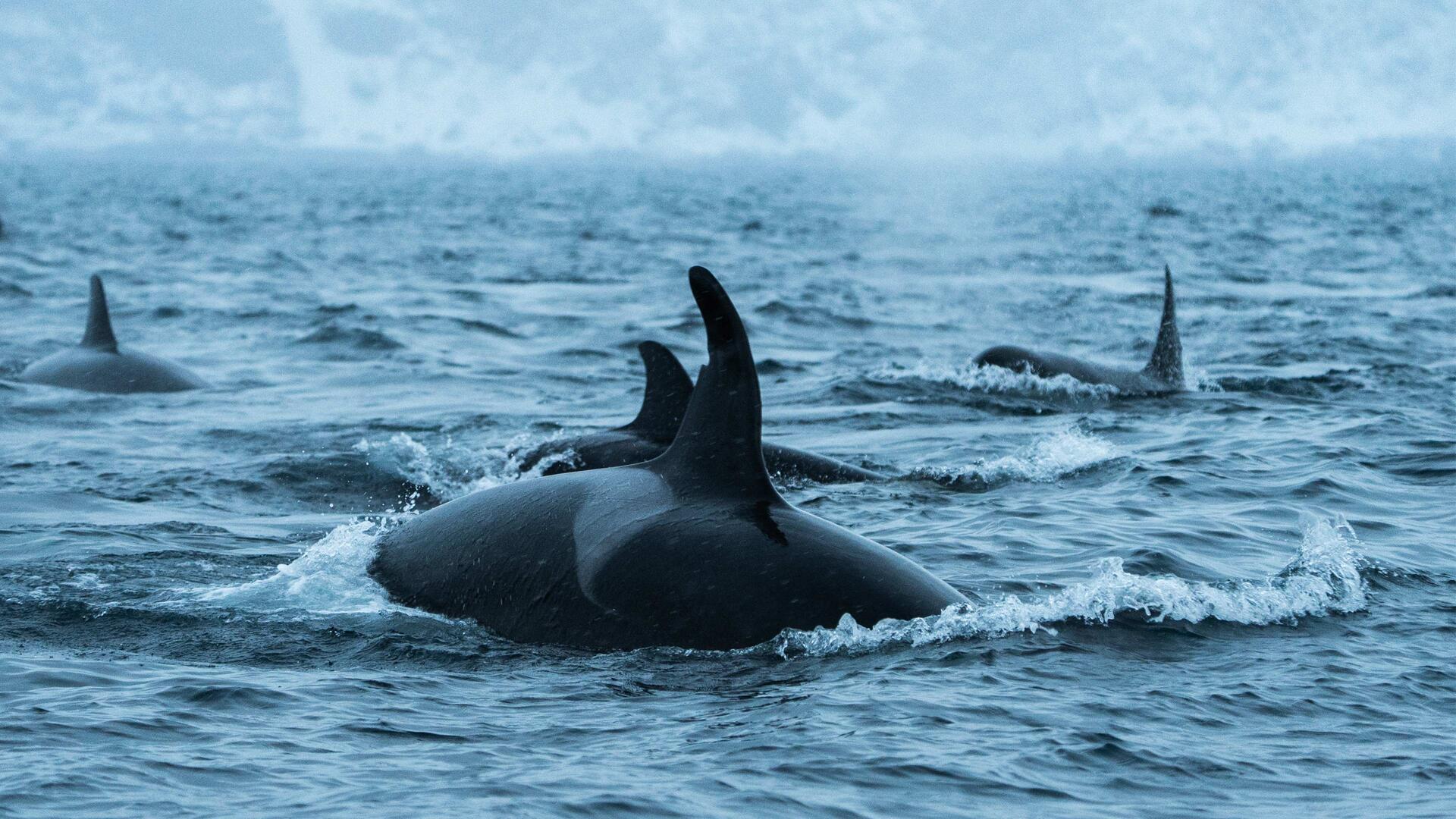 A_pod_of_orcas_in_a_Norwegian_fjord