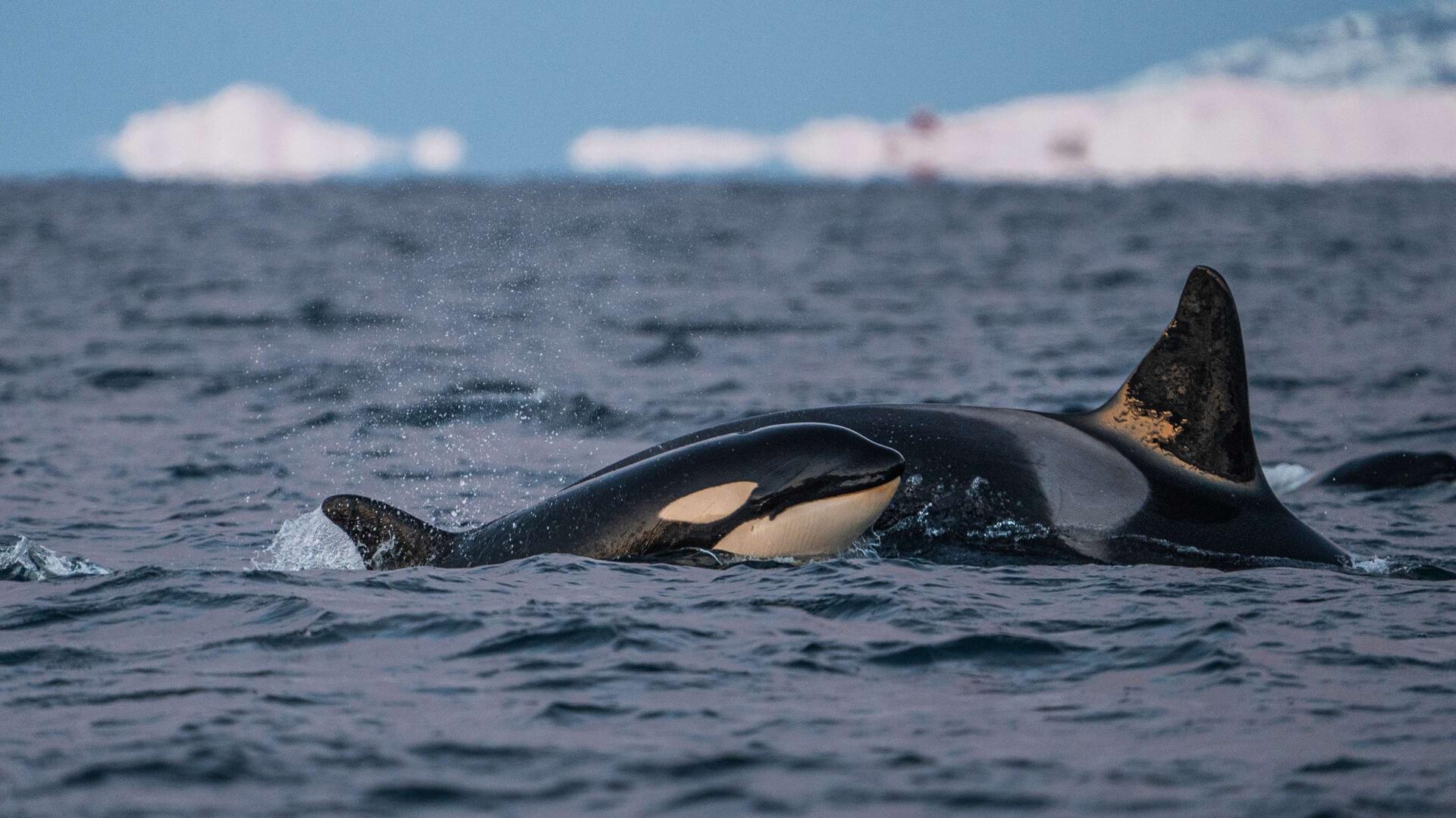 Orca_cow_with_a_calf_in_a_Norwegian_fjord