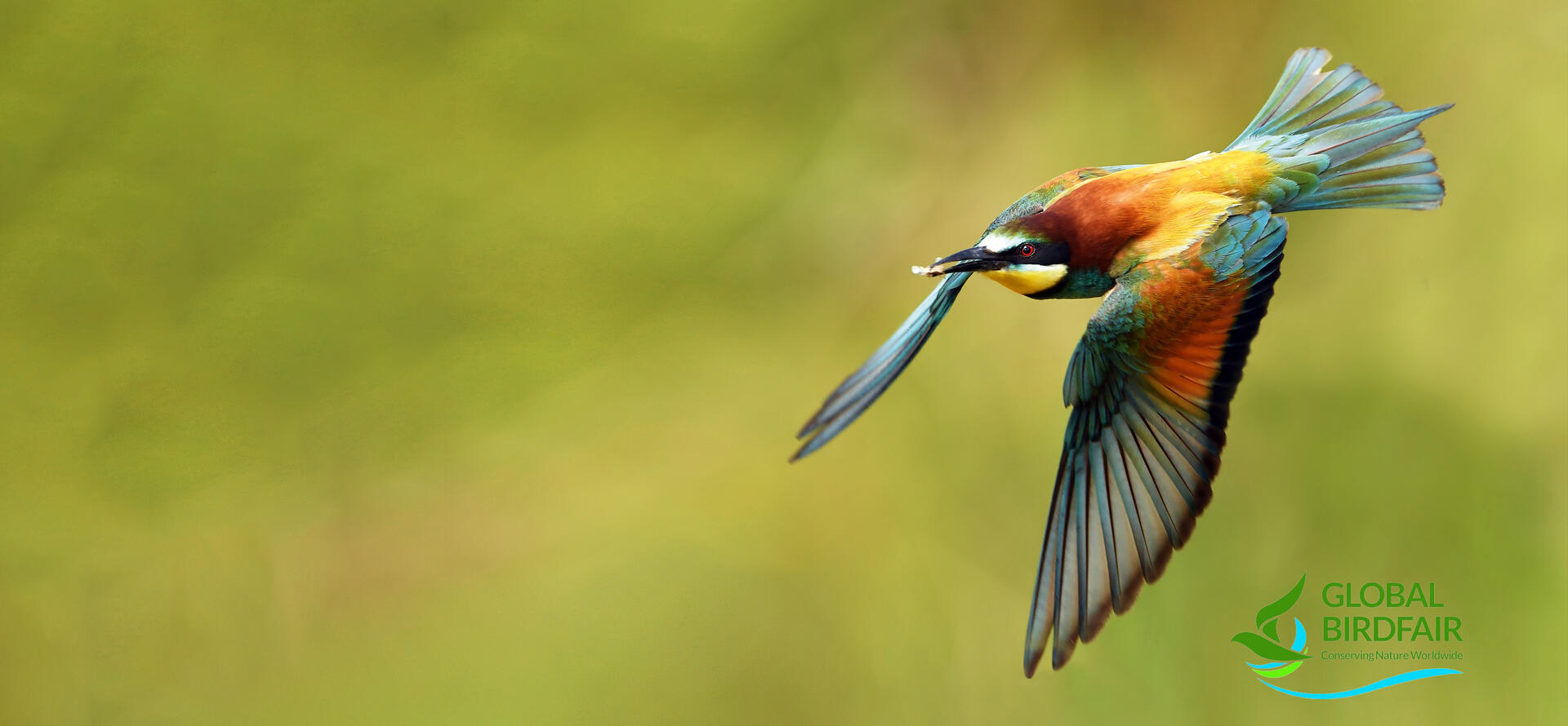 Meet us live at Birdfair, Leica Sport Optics stand F4 – in the Falcon Marquee