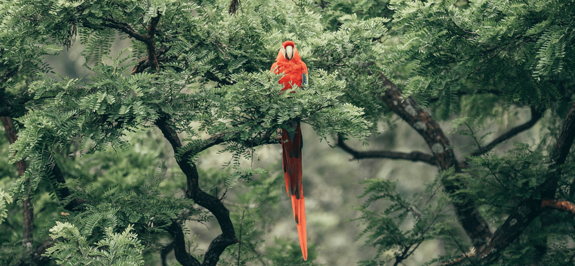 A red parrot in the jungle.
