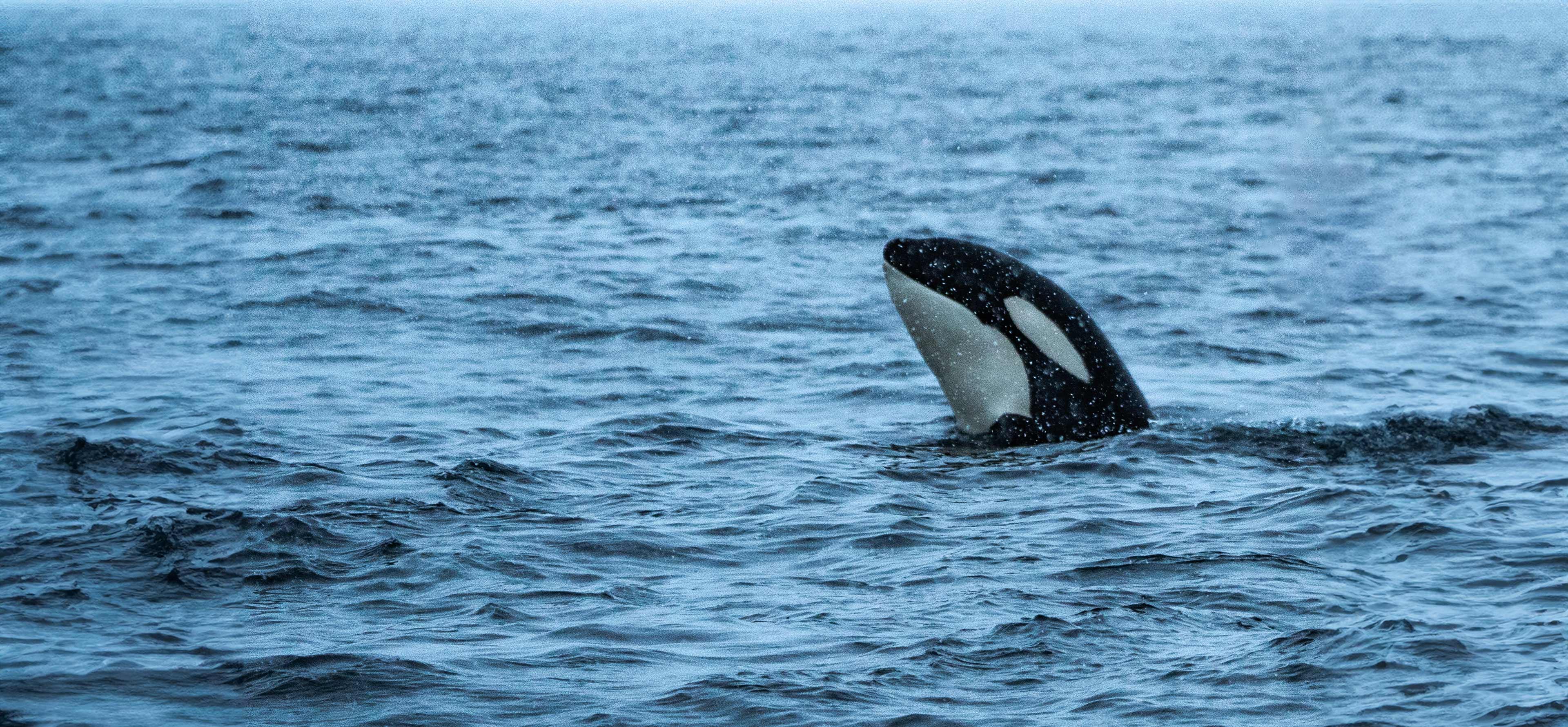 Orca-in-Norway