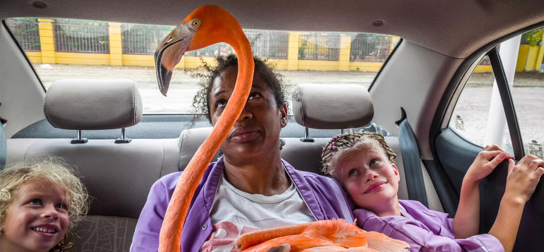 An adult and two children sit in the back seat of a car looking at a flamingo on the adult's lap.