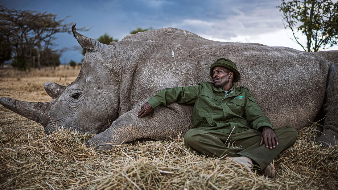 A man leaning against a lying rhinoceros, both resting on a meadow