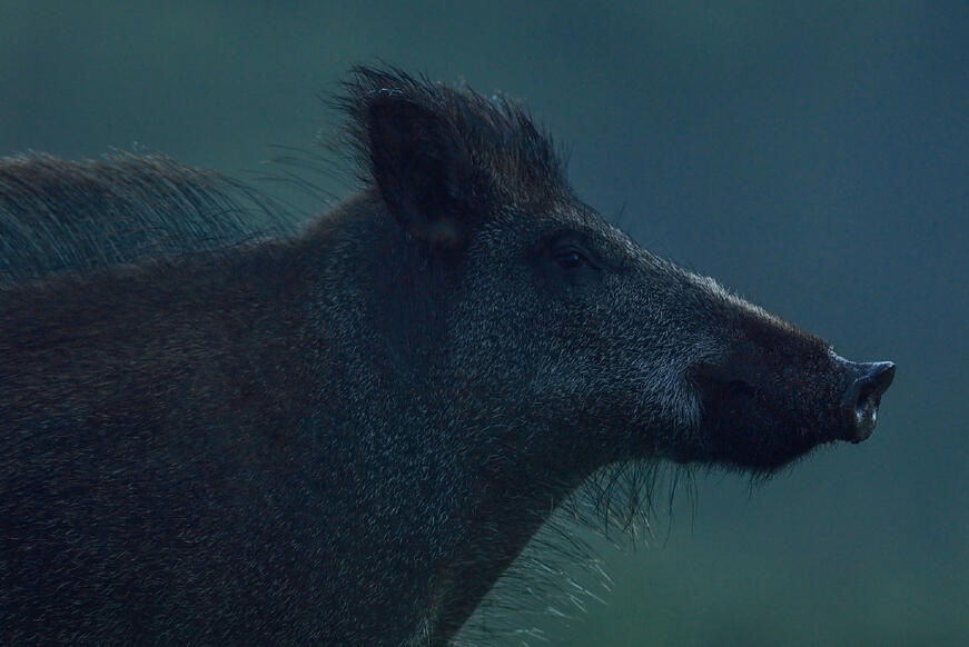 Herausforderung Schwarzwildjagd