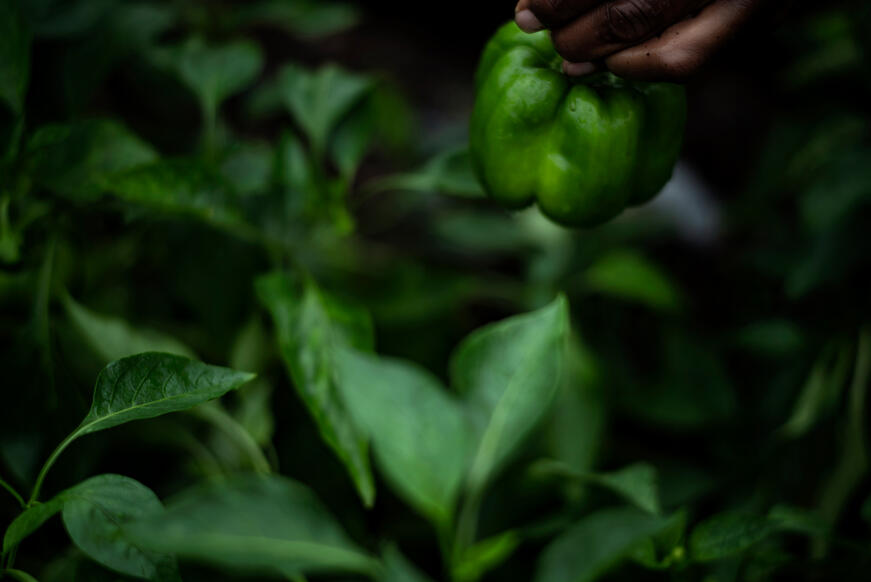 sheila-pree-bright_sl2_atlanta-harvest_8.jpg