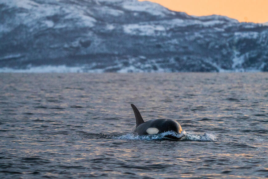 Orca-in-Norway