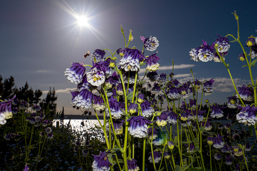 violet flowers