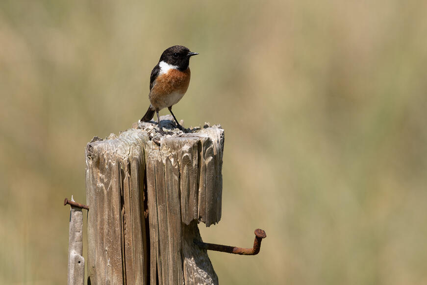 A bird on a tree