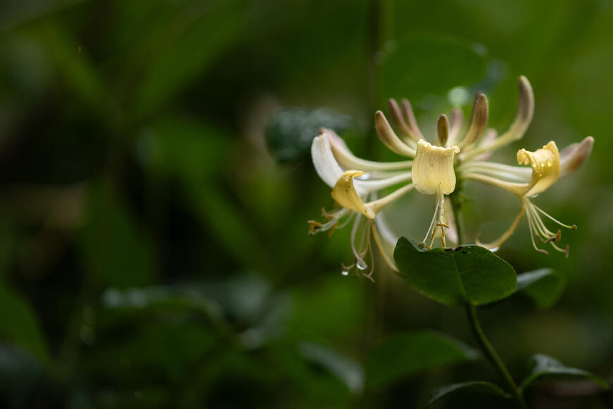 Close-up of a plant