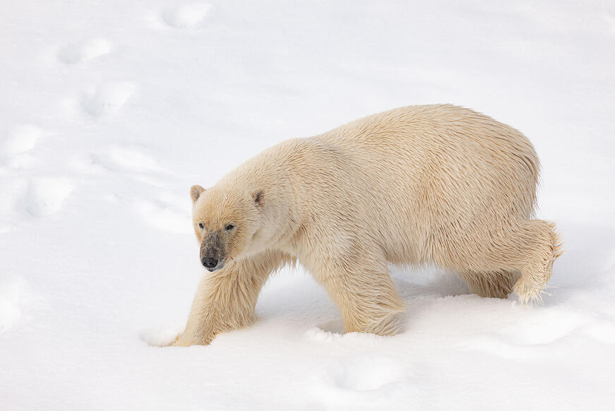 Polar bear in the snow