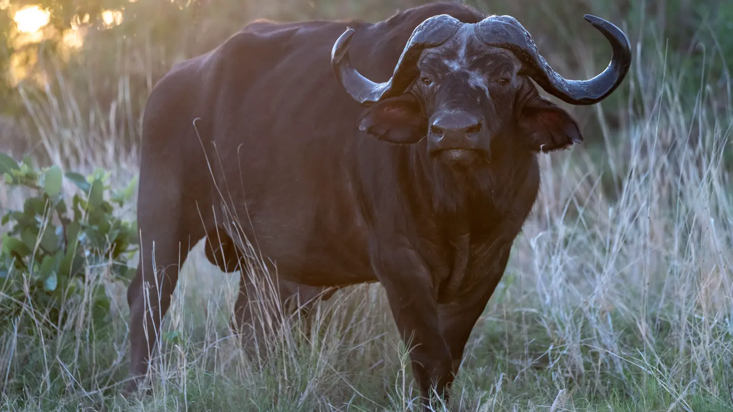 Buffalo