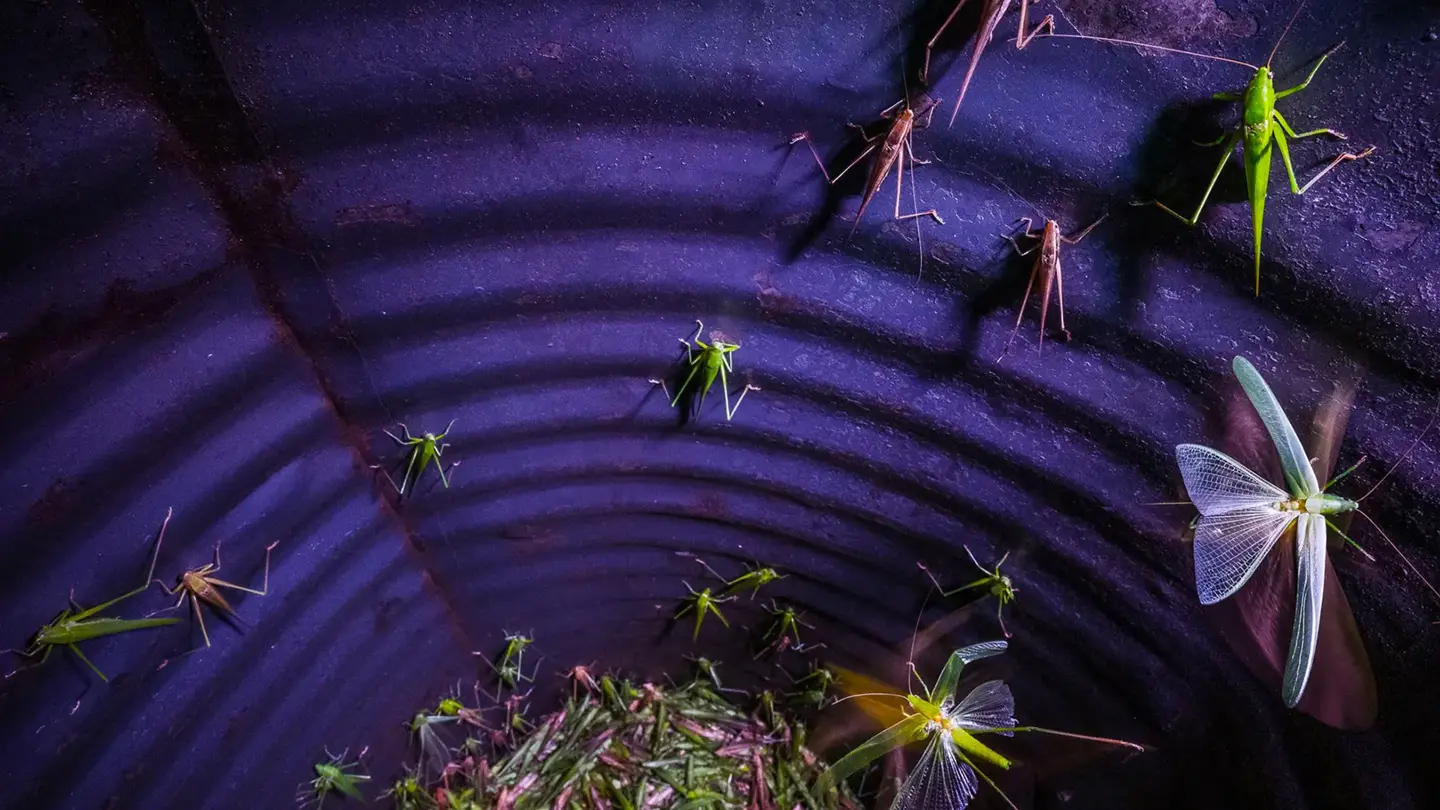 lots of grasshoppers in a purple bin