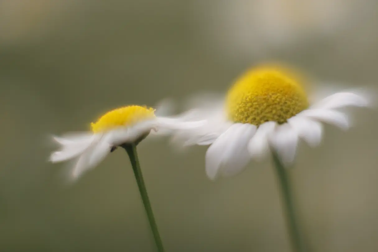 Close-up of two daisies