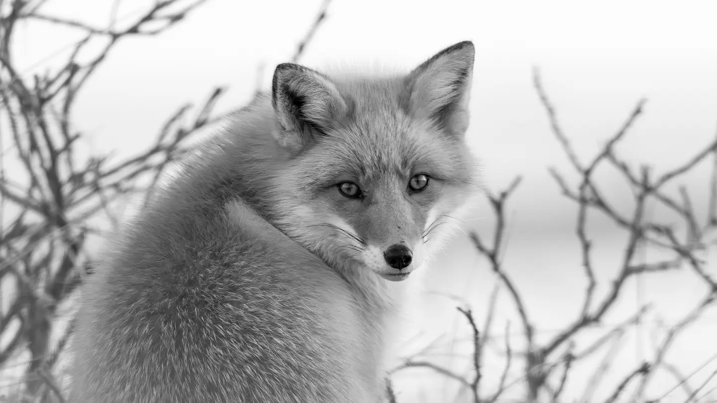 Olivier Larrey japon sous la neige avec le Leica SL3