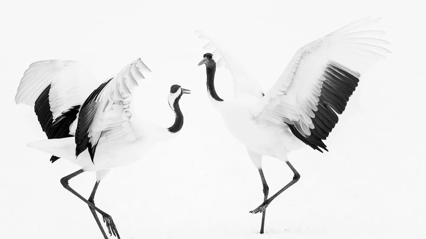 Olivier Larrey japon sous la neige avec le Leica SL3