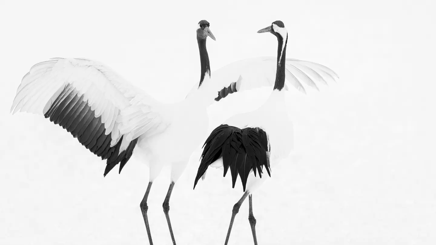 Olivier Larrey japon sous la neige avec le Leica SL3