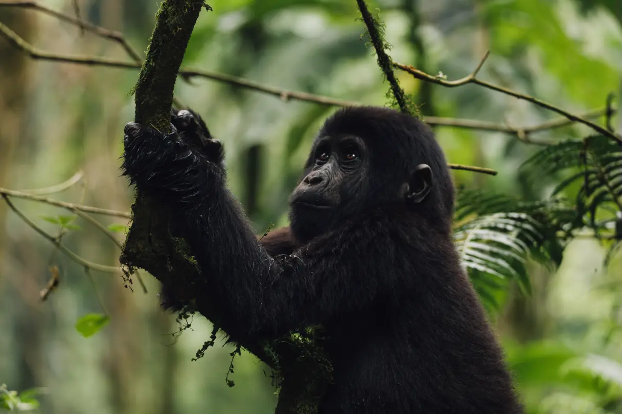Gorilla-III-by-Martina-Trepczyk