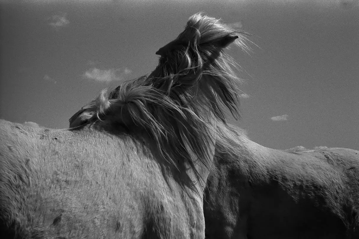 Black and white photo of 2 horses