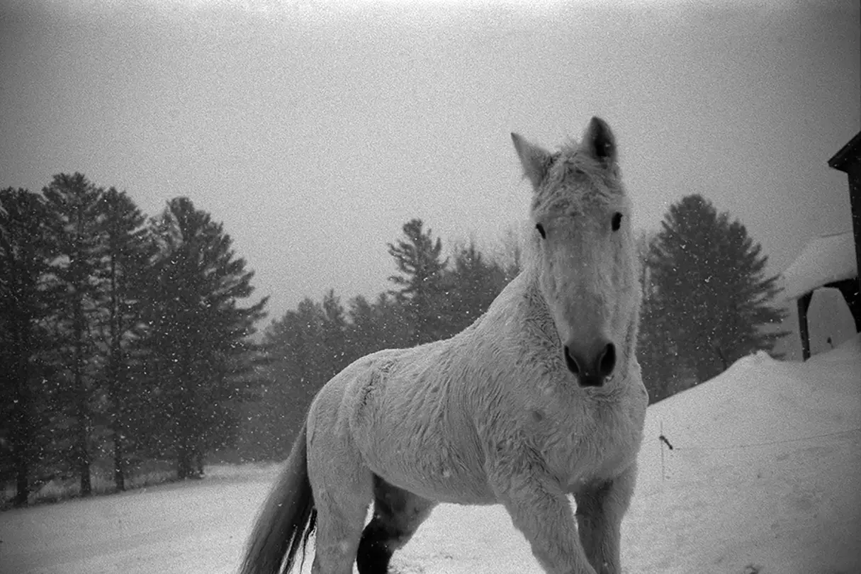 Black and white photo of 1 horse in the snow