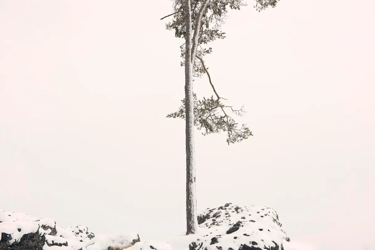 Snow-covered pines