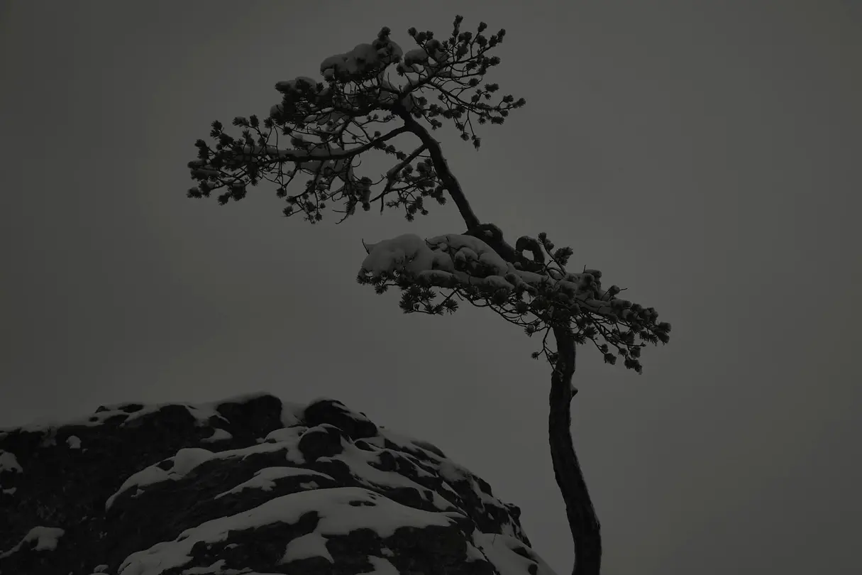 Snow-covered pines