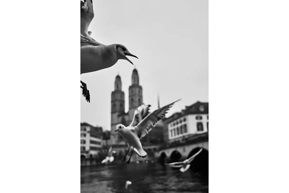 Birds over river in Zurich.