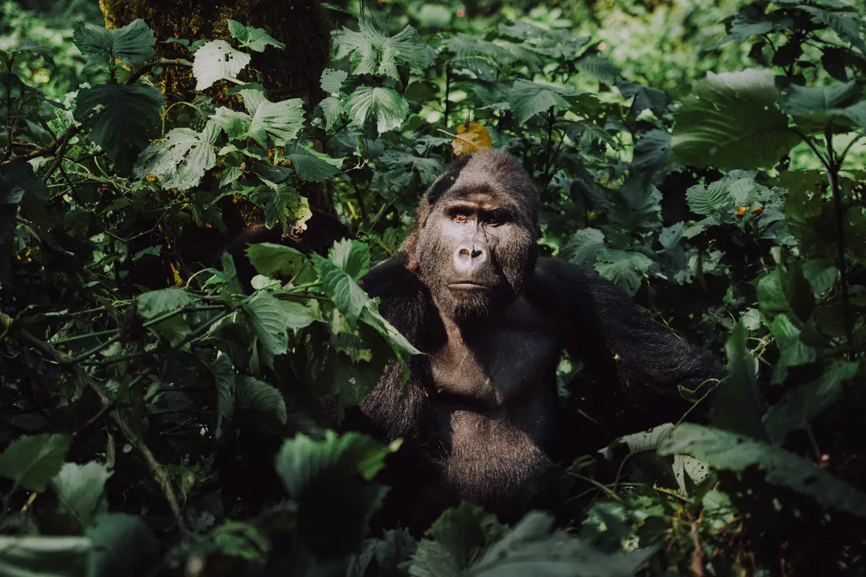 Silverback-II-by-Martina-Trepczyk