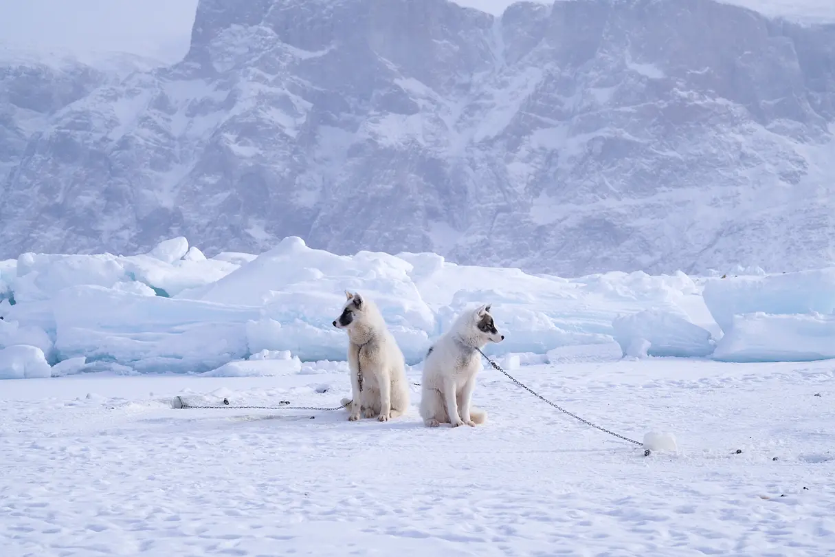 2 huskies in the Antarctic