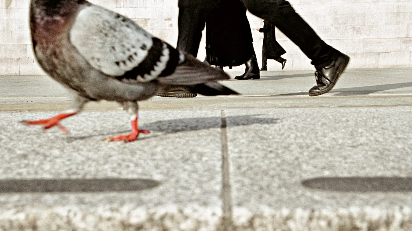Pidgeon walking with men