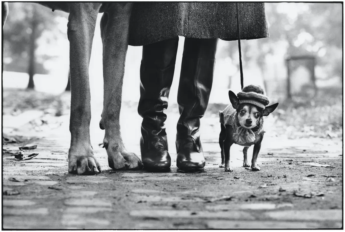 legs of a dog and a woman and a little dog